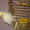 Попугай корелла и волнистый - Изображение #2, Объявление #664462