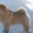 Высокопородные щенки ЧАУ-ЧАУ - Изображение #2, Объявление #777063