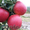 яблоки из Кабардино-Балкарии