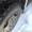 ГАЗ-4301,1995 г.в.,самосвал,заводской дизель 6-ка. - Изображение #8, Объявление #847614