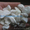 мрамор щебень микрокальцит  - Изображение #1, Объявление #857007