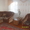 Продам  Дом в п Затобольск 4 комнаты благоустроенный - Изображение #3, Объявление #1031795