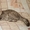Шотландский вислоухий котик с документами, приглашает на вязку #1092030