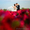 Свадьба Костанай - Изображение #3, Объявление #938819