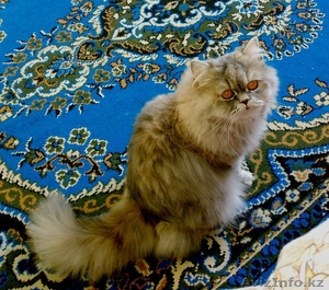 отдам персидскую кошку в добрые руки!!! - Изображение #1, Объявление #193648