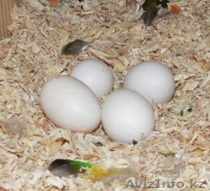 оплодотворенные яйца попугаев на продажу - Изображение #1, Объявление #337093