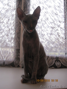 Кошка Данской Сфинкс,окрас голубой мрамор - Изображение #1, Объявление #321606