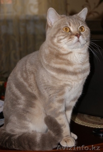 британские котята с родословной - Изображение #2, Объявление #489364