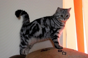 британские котята с родословной - Изображение #1, Объявление #489364