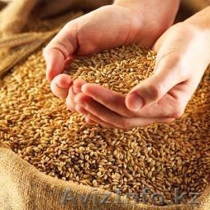 Пшеница твердая, 700 тонн - Изображение #1, Объявление #566399