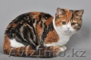 Элитные британские котята редких окрасов,д.р.17.02.2012 - Изображение #2, Объявление #586640