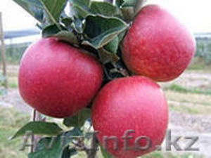 Яблоки, Кабардино-Балкария - Изображение #1, Объявление #823418
