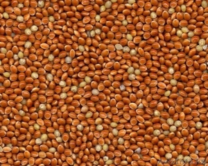 Семена суданки просо - Изображение #1, Объявление #894627