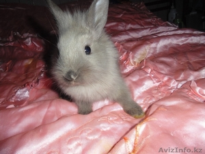 Продам декоративных кроликов - Изображение #1, Объявление #979938