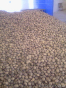 морковь,  капуста,  свекла