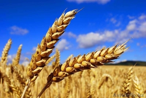 Помощь в реализации пшеницы - Изображение #1, Объявление #1337202