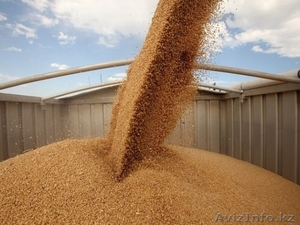 Куплю пшеницу мягких сортов - Изображение #1, Объявление #1367890
