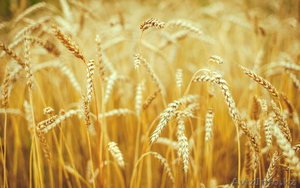 Пшеница 3-4-5 класса - Изображение #1, Объявление #1491512