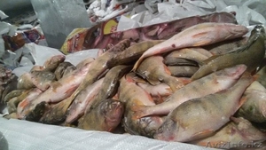 Свежемороженая рыба Аральского моря - Изображение #1, Объявление #1606873