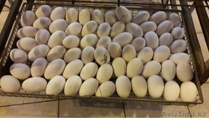 Инкубационные яйца гусей, уток, цесарок. - Изображение #1, Объявление #1611960