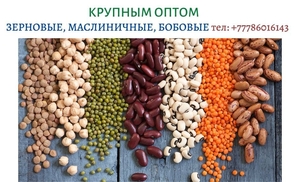 Экспорт зерновых, масличных, бобовых крупным оптом с Казахстана, тел. +777860161 - Изображение #3, Объявление #1697614