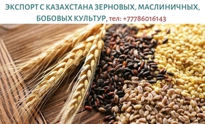 Экспорт зерновых, масличных, бобовых крупным оптом с Казахстана, тел. +777860161 - Изображение #1, Объявление #1697614