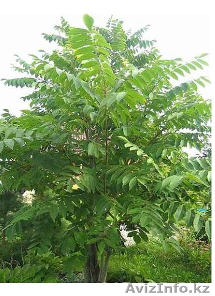 орех маньчжурский - Изображение #2, Объявление #200383