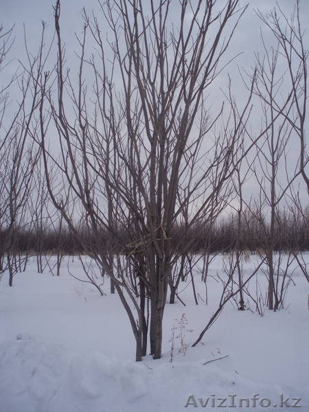 орех маньчжурский - Изображение #3, Объявление #200383