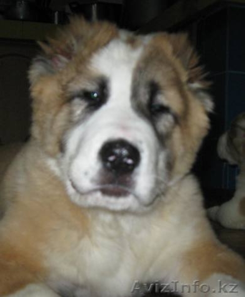 Алабаи, недорого, элитные! - Изображение #3, Объявление #236855