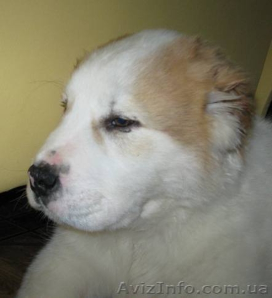 Алабаи, недорого, элитные! - Изображение #4, Объявление #236855