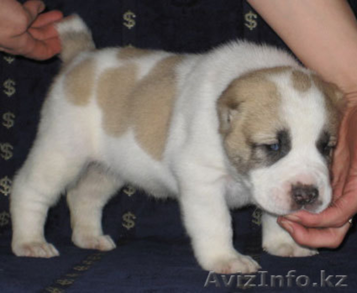 Алабаи, недорого, элитные! - Изображение #5, Объявление #236855