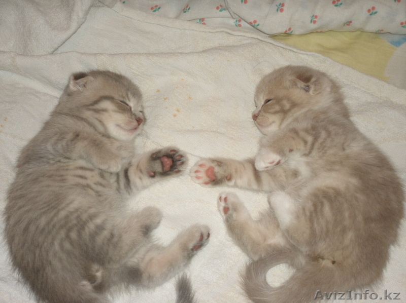 Шотландские вислоухие котята - Изображение #2, Объявление #270583