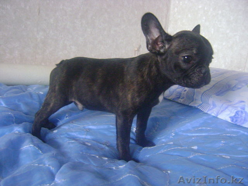 Щенки французкого бульдога - Изображение #1, Объявление #262319