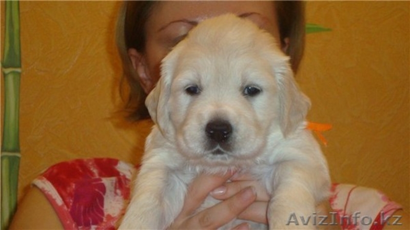 Продаются щенки голден ретривера - Изображение #1, Объявление #324120