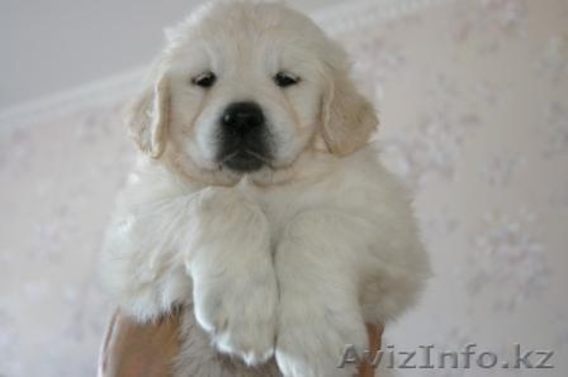 Продаются щенки голден ретривера - Изображение #2, Объявление #324120