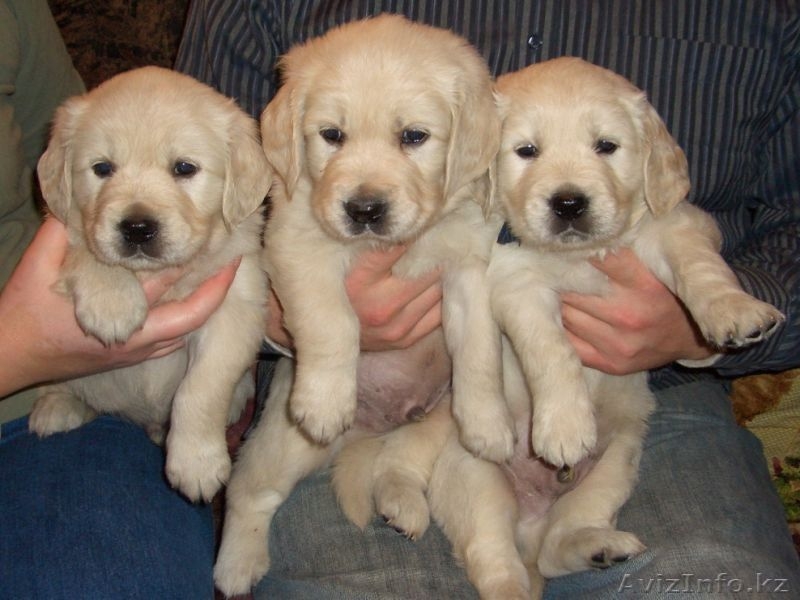Продаются щенки голден ретривера от титулованных родителей - Изображение #3, Объявление #312206