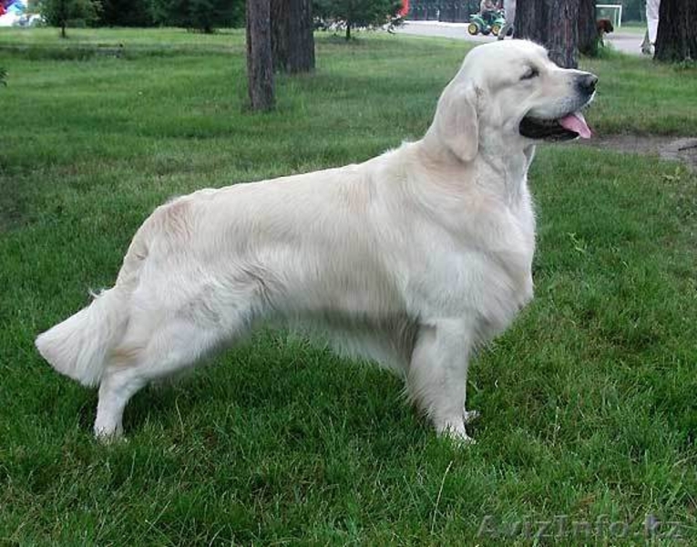 Продаются щенки голден ретривера - Изображение #3, Объявление #324120