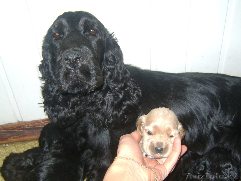 английский кокер спаниель - Изображение #2, Объявление #344544