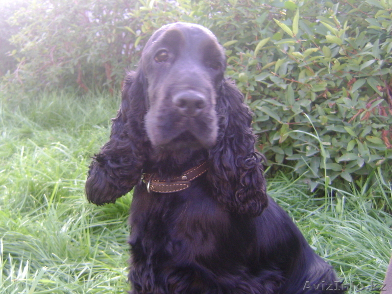 английский кокер спаниель - Изображение #1, Объявление #344544