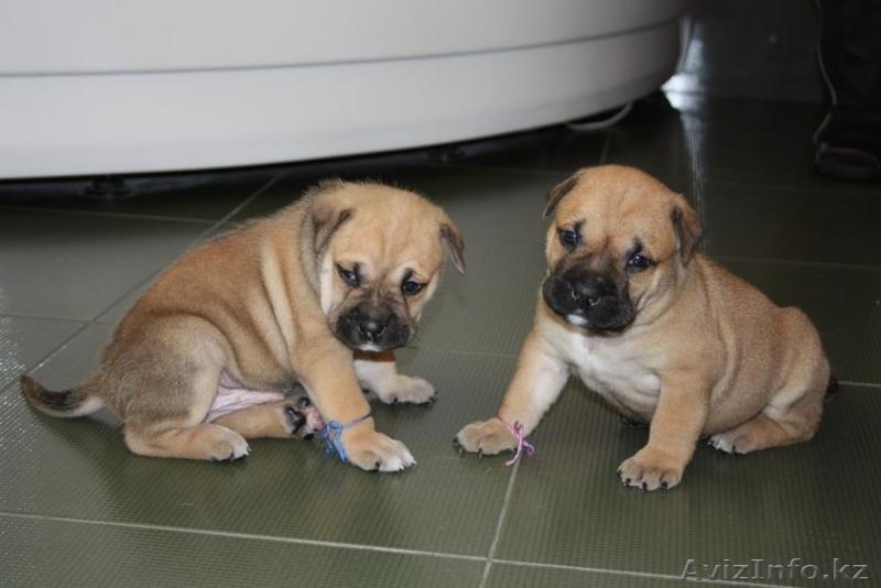 продам элитных щенков ка де бо от Чемпионов  - Изображение #2, Объявление #362000