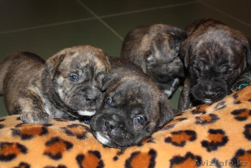 продам элитных щенков ка де бо от Чемпионов  - Изображение #3, Объявление #362000