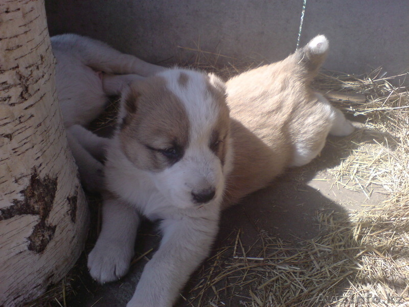 Азиаты - Изображение #5, Объявление #385039