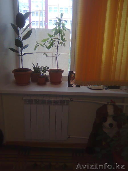 Квартира 2 ком.,ремонт,счетчики,50 кв.м,теплая,стоянка,школа,садик рядом - Изображение #1, Объявление #395016