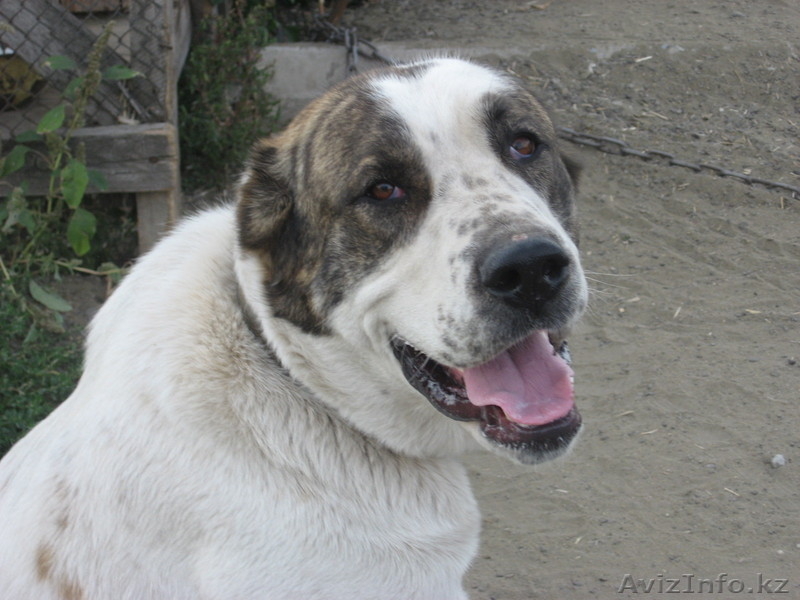 Азиаты - Изображение #7, Объявление #385039