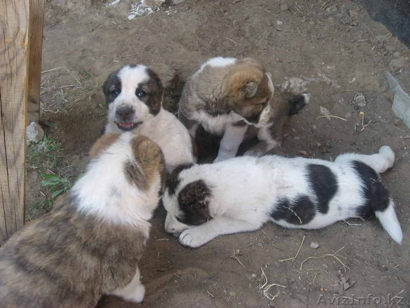 Азиаты - Изображение #3, Объявление #385039