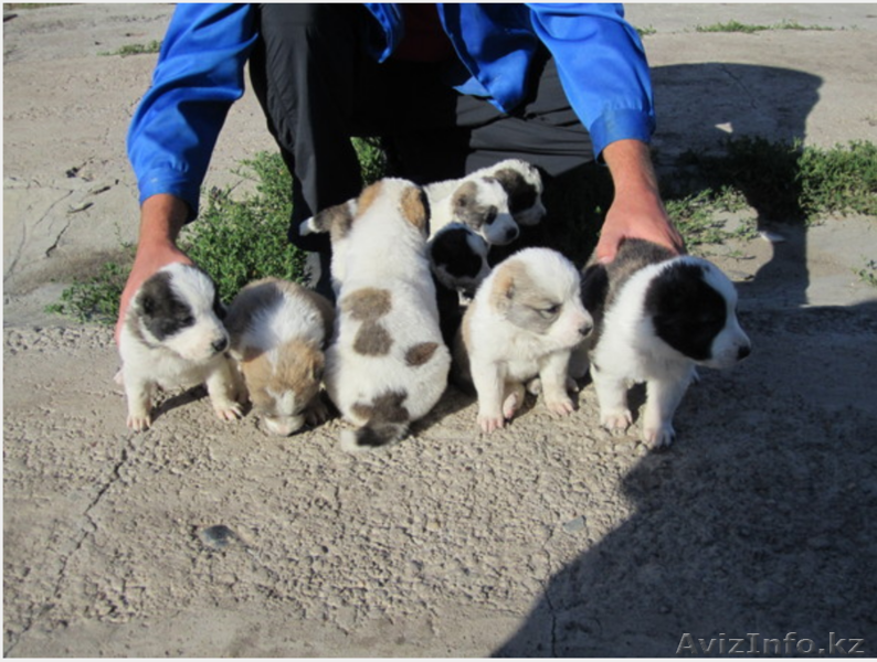 Азиаты - Изображение #10, Объявление #385039