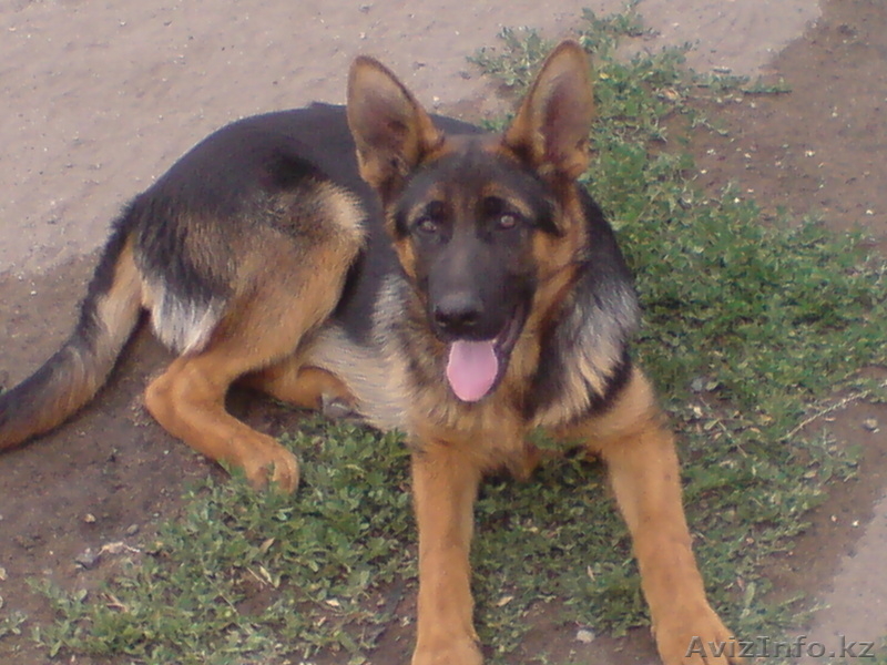 Немецкая овчарка (щенки) - Изображение #3, Объявление #411933