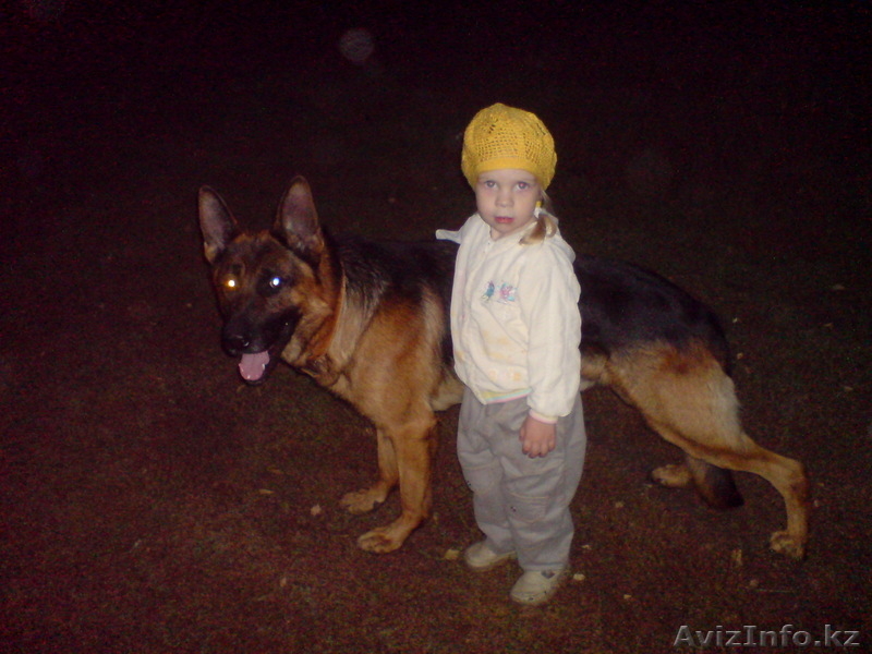 Немецкая овчарка (щенки) - Изображение #7, Объявление #411933