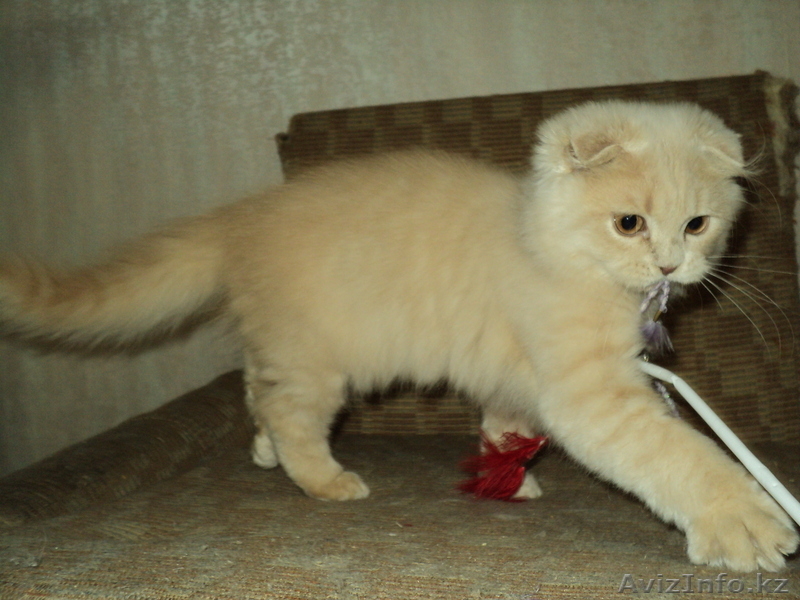 Шотландские вислоухие котики - Изображение #1, Объявление #399382