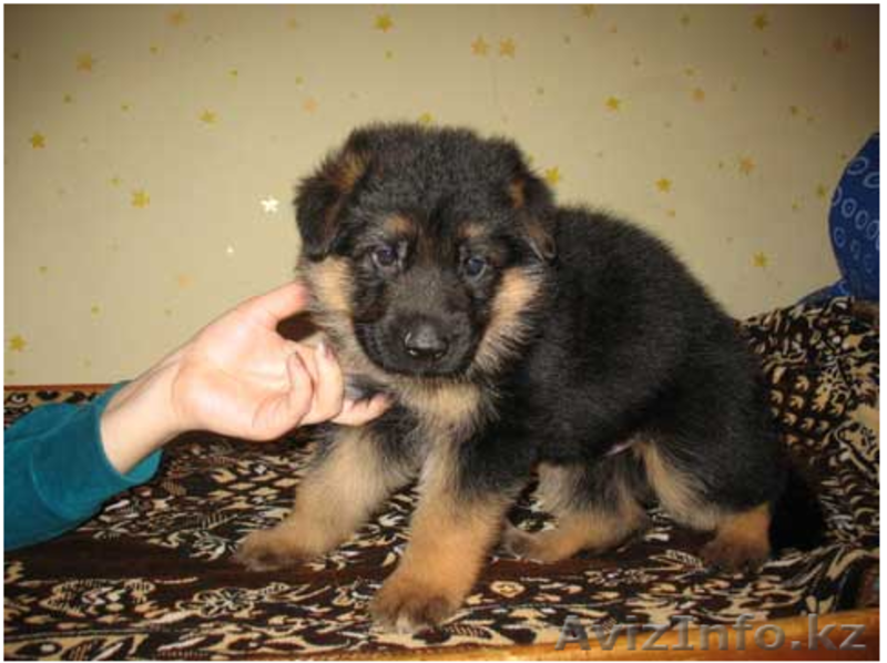 Немецкая овчарка (щенки) - Изображение #1, Объявление #411933